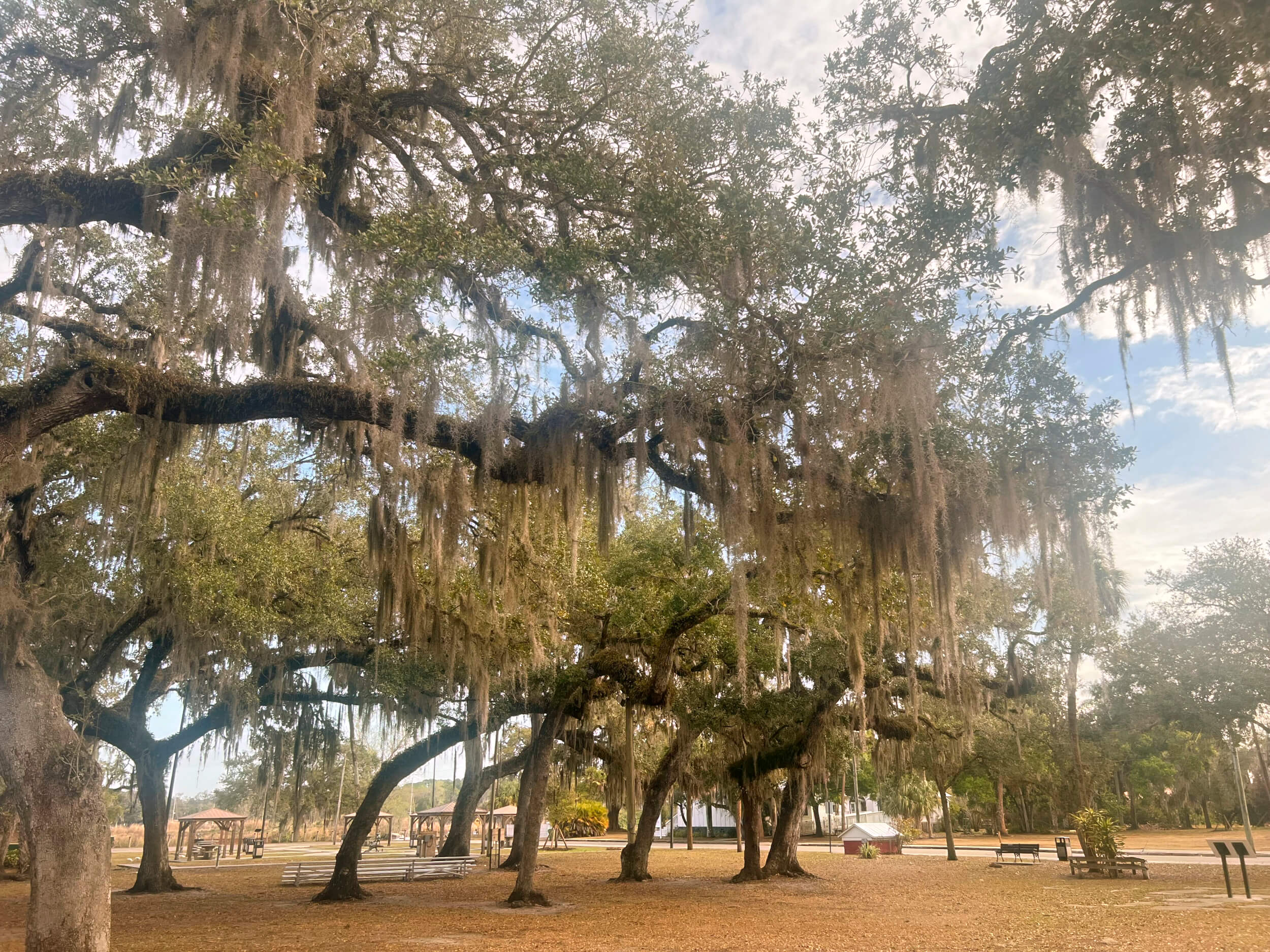 Tree-lined park along the river in LaBelle, Florida